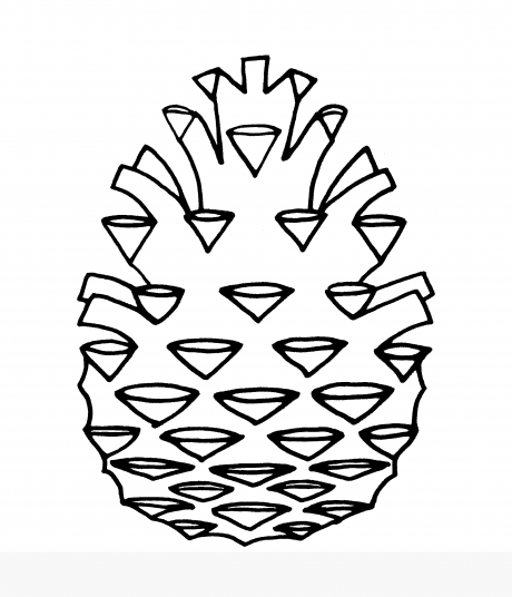 Pine Cone 1